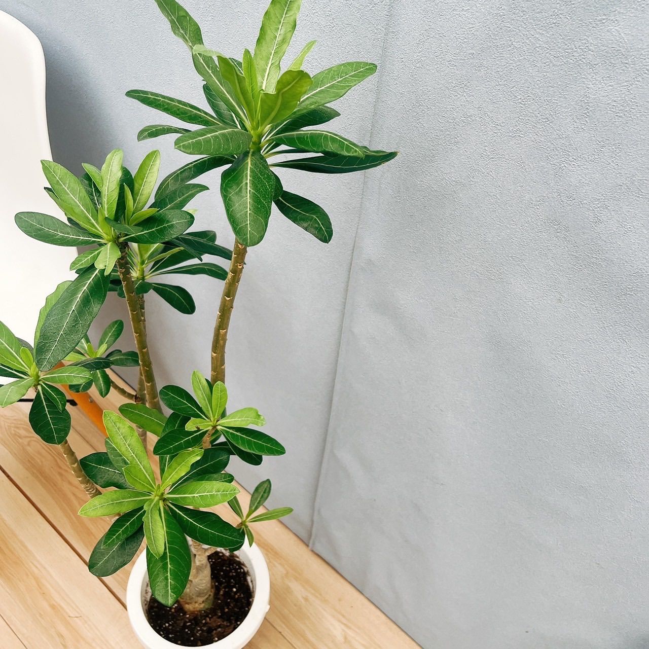 超絶希少❗️コーデックス❗️特大❗️アデニウム　アナコンダ✨ 現品］【希少】アデニウム アナコンダ 7号 コーデックス 珍しい 塊根