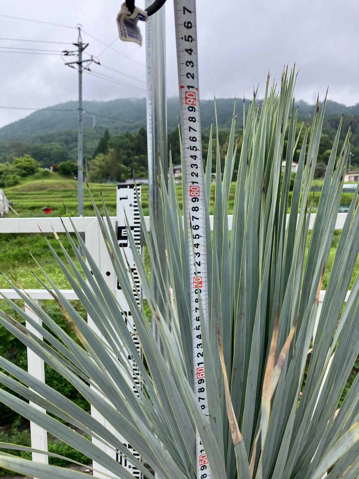 ユッカ マルデヌベス ロストラータ 1 - メルカリ