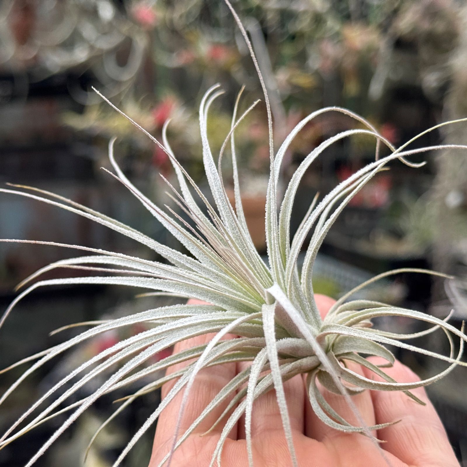 小＊チランジア チャペウエンシス Tillandsia ショップ chapeuensis