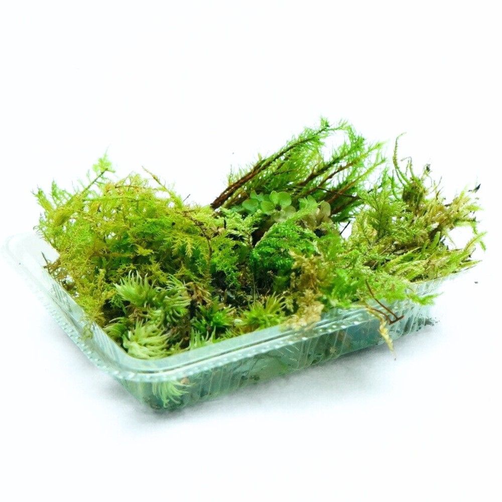 テラリウムにおすすめの苔セット 7種 パルダリウム　メンテナンス コウヤノマンネングサ　ヒノキゴケ　シノブゴケ　チョウチンゴケ　シラガゴケ　トラノオゴケ　オオサナダゴケモドキ S
