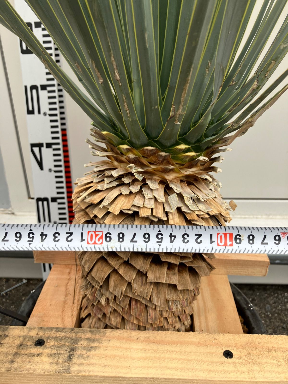 ユッカ マルデヌベス ロストラータ - メルカリ