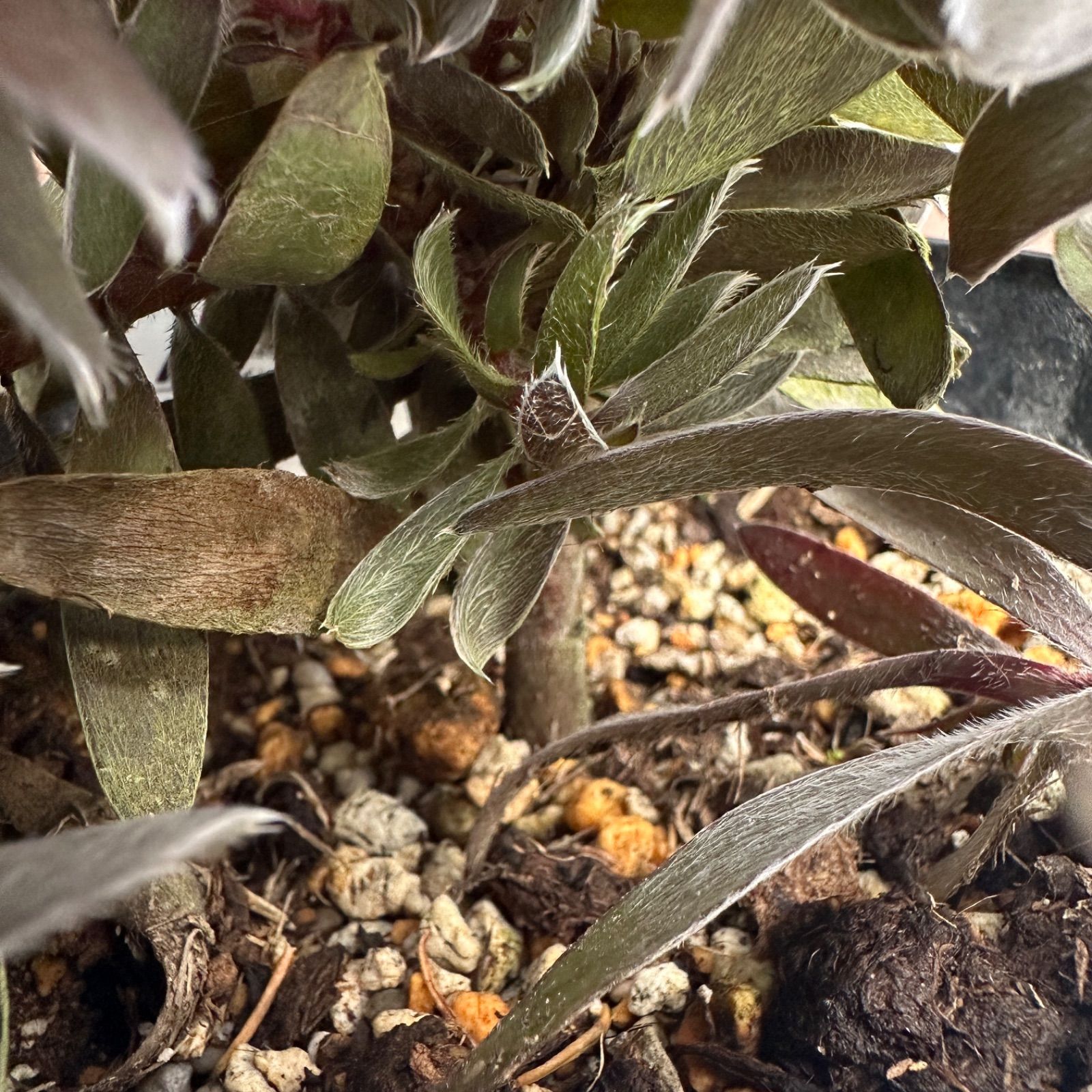 5号 オージープランツ