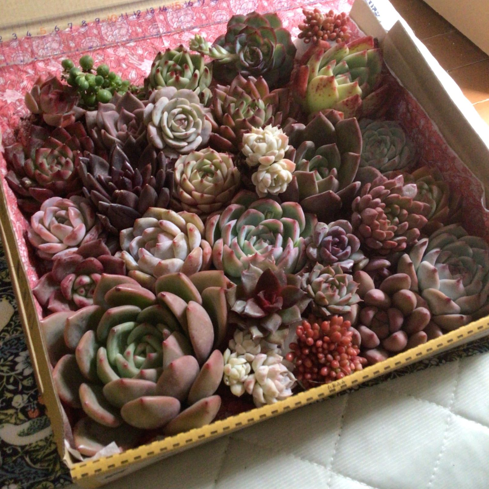 多肉植物エケベリア 韓国苗 寄せ植え - メルカリ