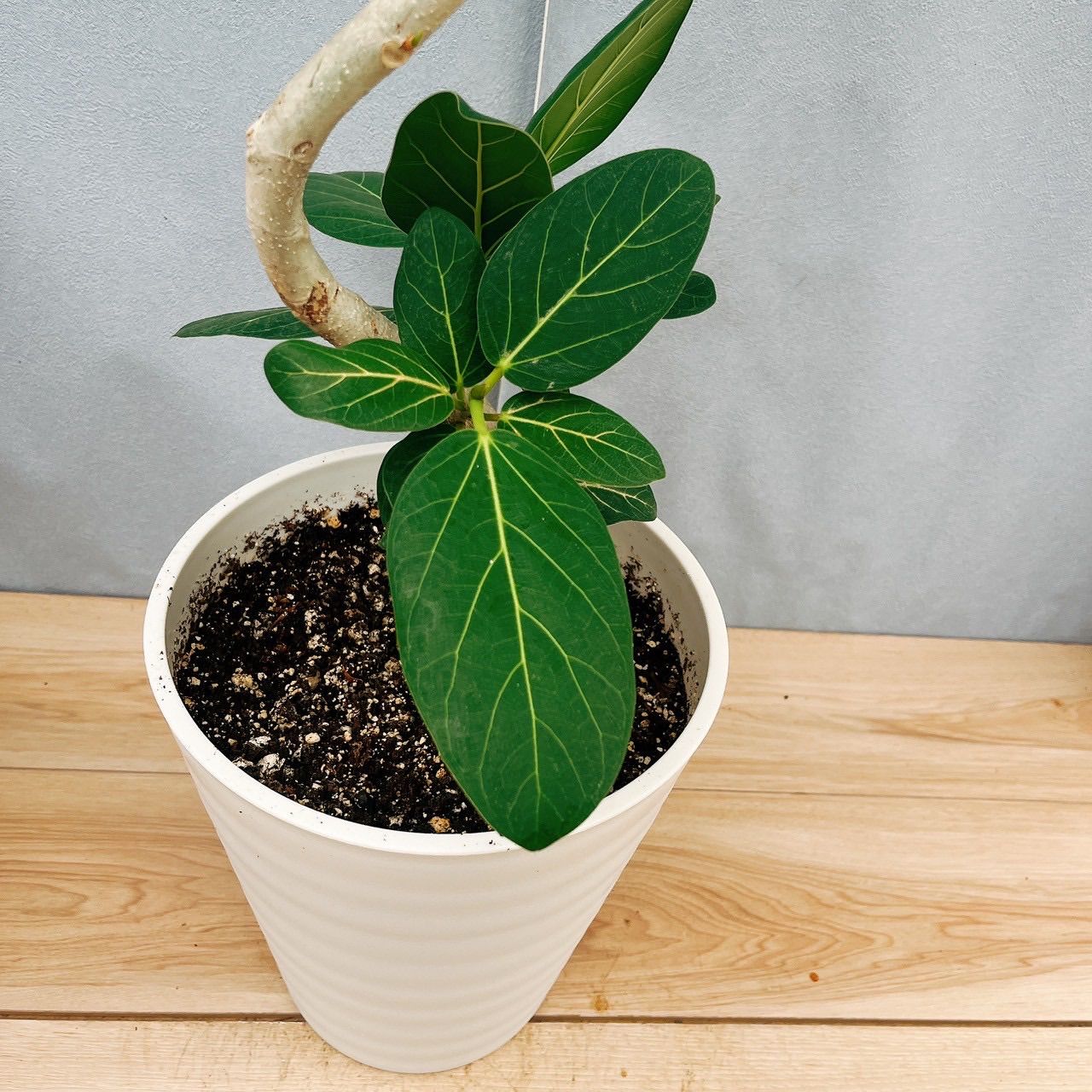 ［現品］☆人気☆ K フィカス　ベンガレンシス　曲がり　8号　観葉植物　室内 現品］33番 フィカス ベンガレンシス 曲がり 8号 観葉植物 室内