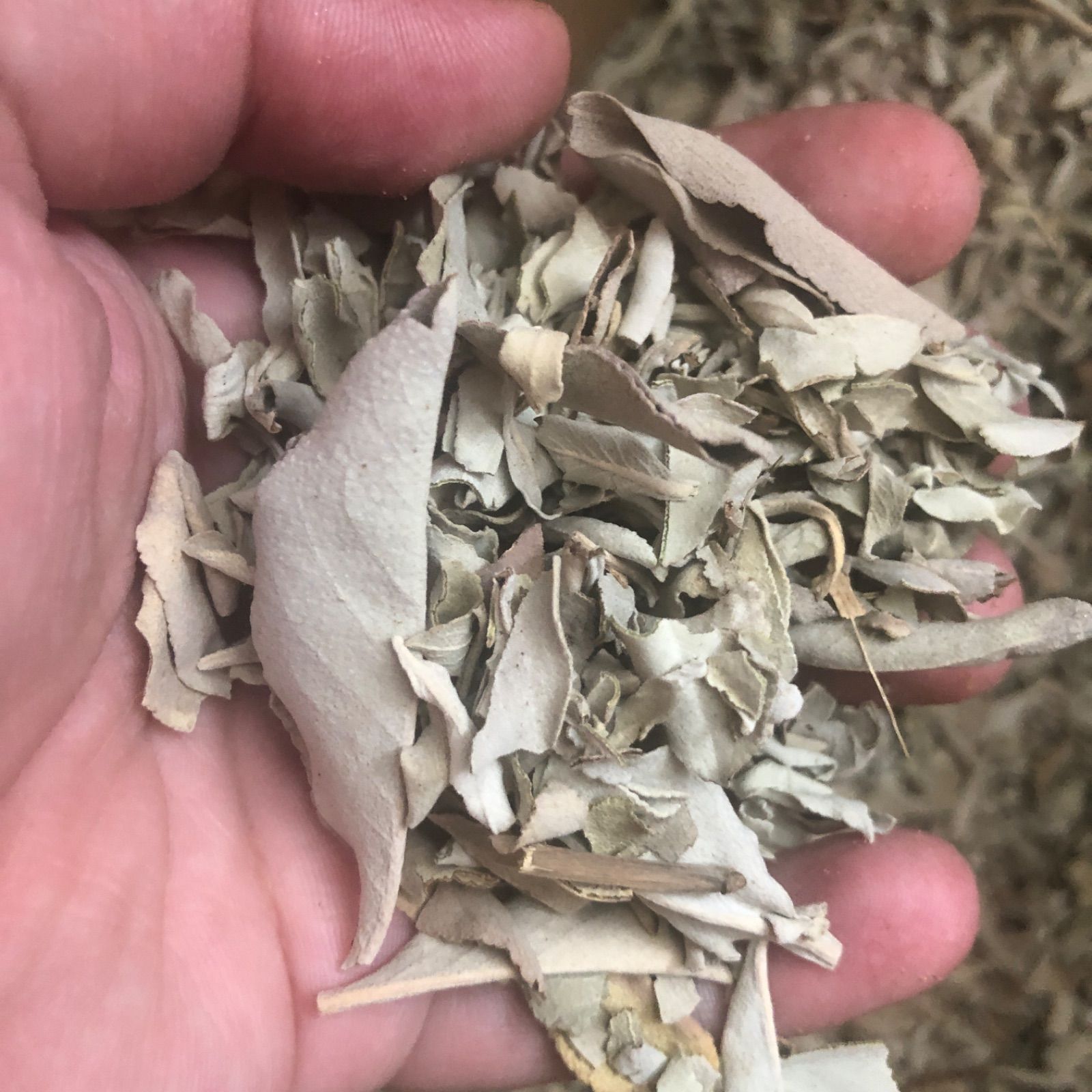 セール☆無農薬ホワイトセージカリフォルニア産リーフ＆クラッシュ1kg　業務用 Amazon.co.jp: sin(シン) 無農薬 ホワイトセージ 枝無し(リーフ) 約10g