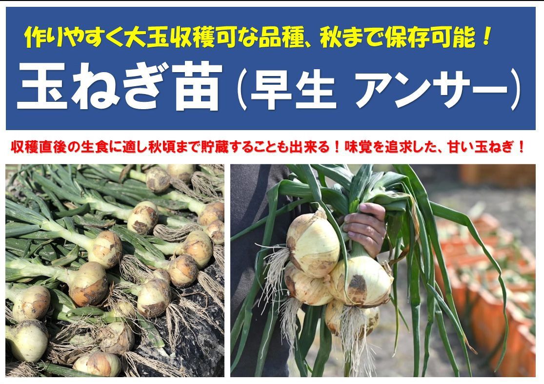 玉ねぎ苗 中晩生(アンサー)