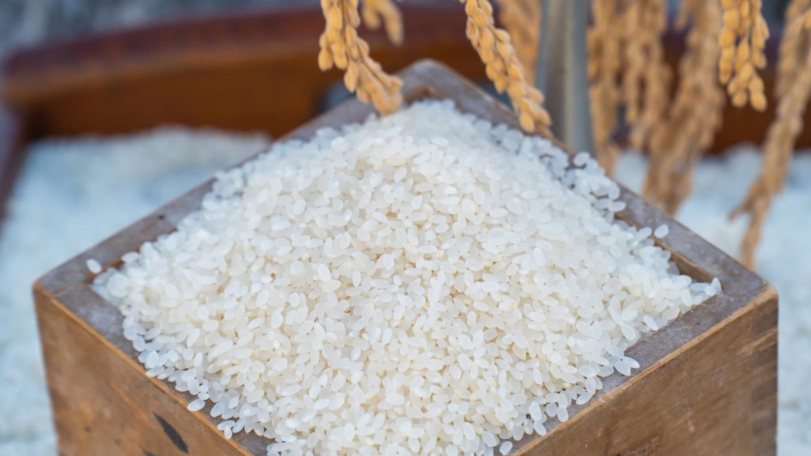 新米令和6年埼玉県産　彩のキズナ白米30キロ 新米令和6年埼玉県産彩のキズナ白米30キロ