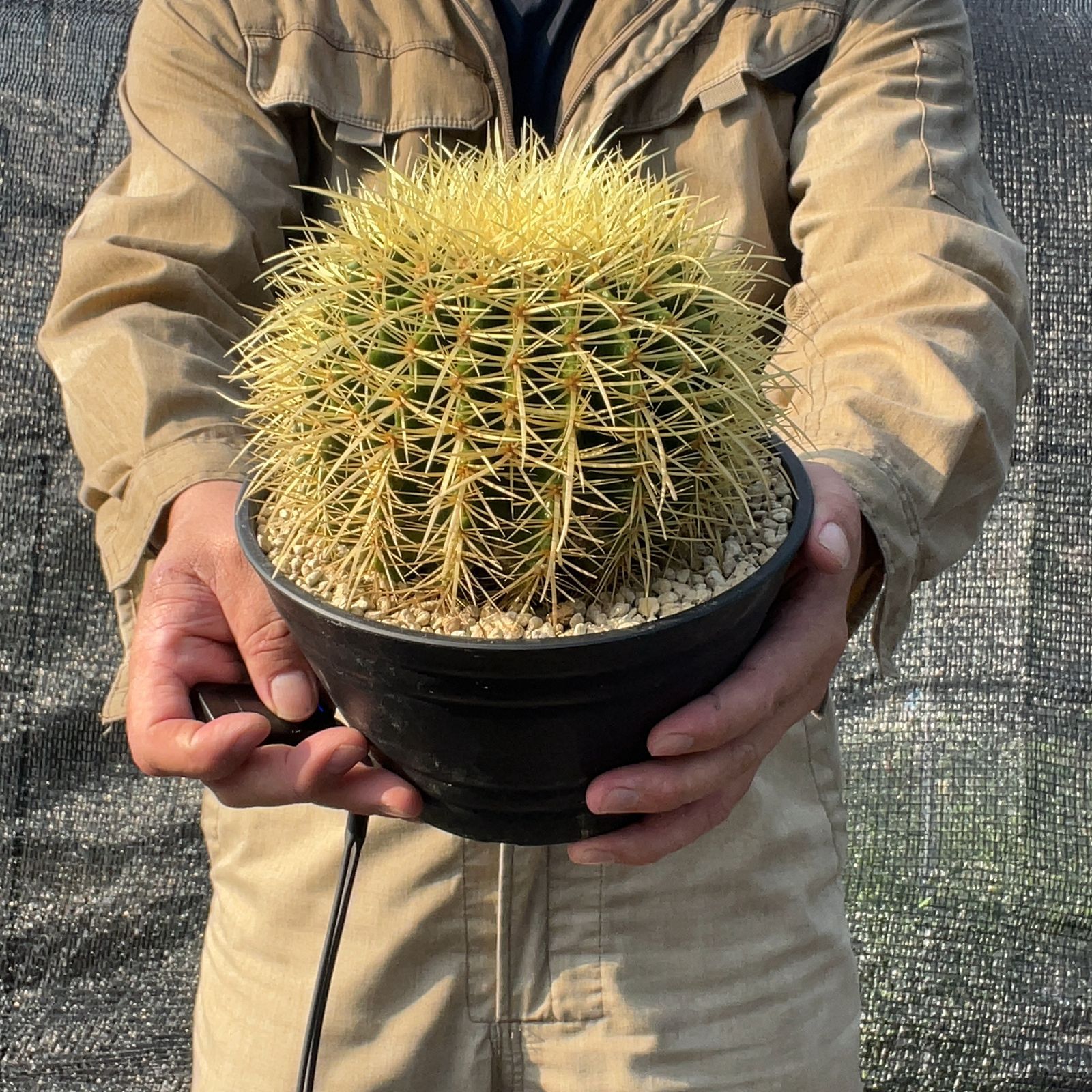 サボテン 金鯱 キンシャチ 7号 約20cm