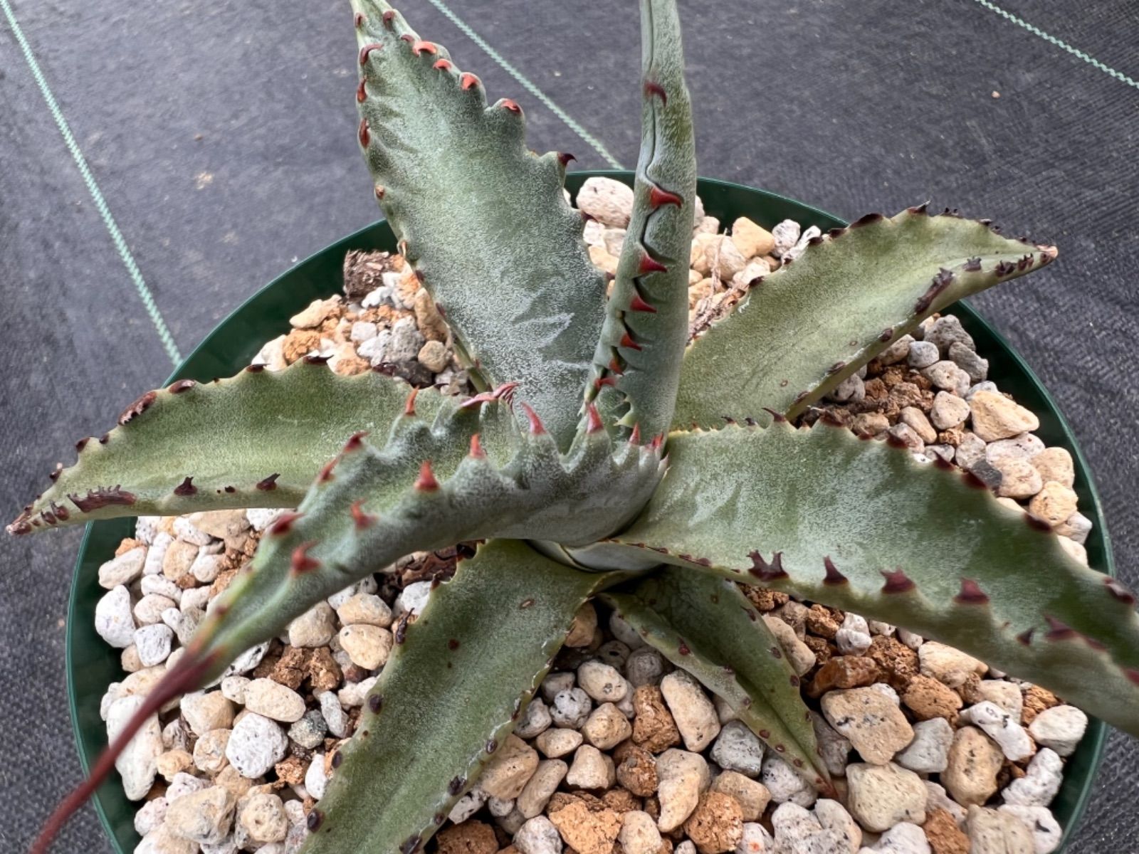 選抜個体】No.2 🦈🦈 アガベ ジェントリー ″ ジョーズ ” 🦈🦈 - メルカリ