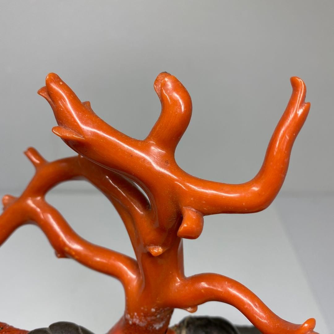 本肉赤珊瑚 原木 トウエ 東さ6-1216☆1F - メルカリ