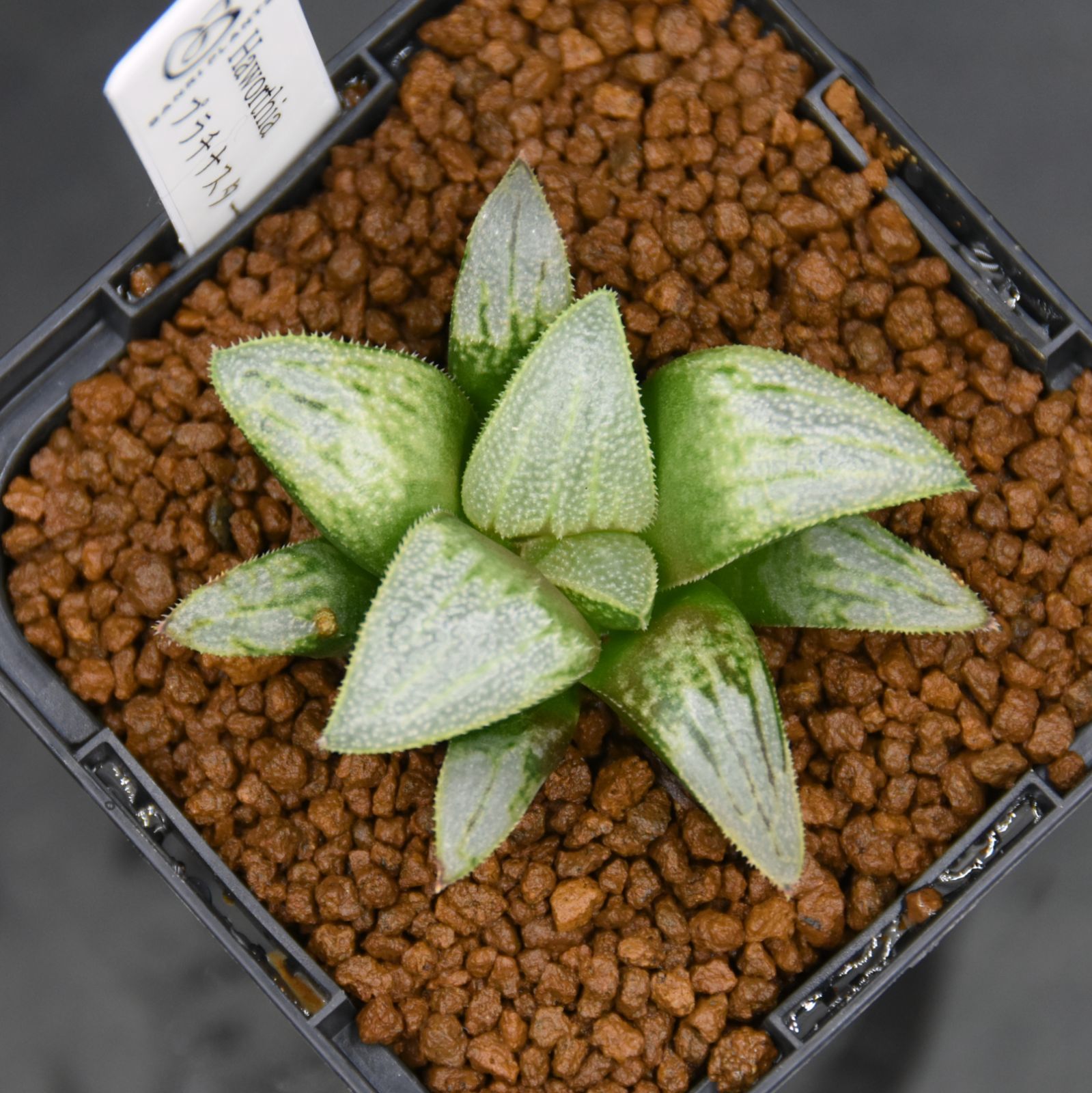 40 ナイルの一滴 ハオルチア サボテン 多肉植物｜観葉植物