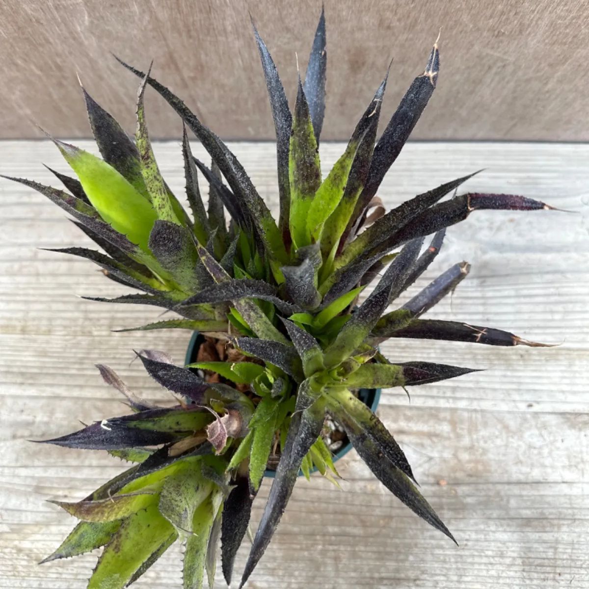 希少 レア ビルベルギア ネオレゲリア タンクブロメリア