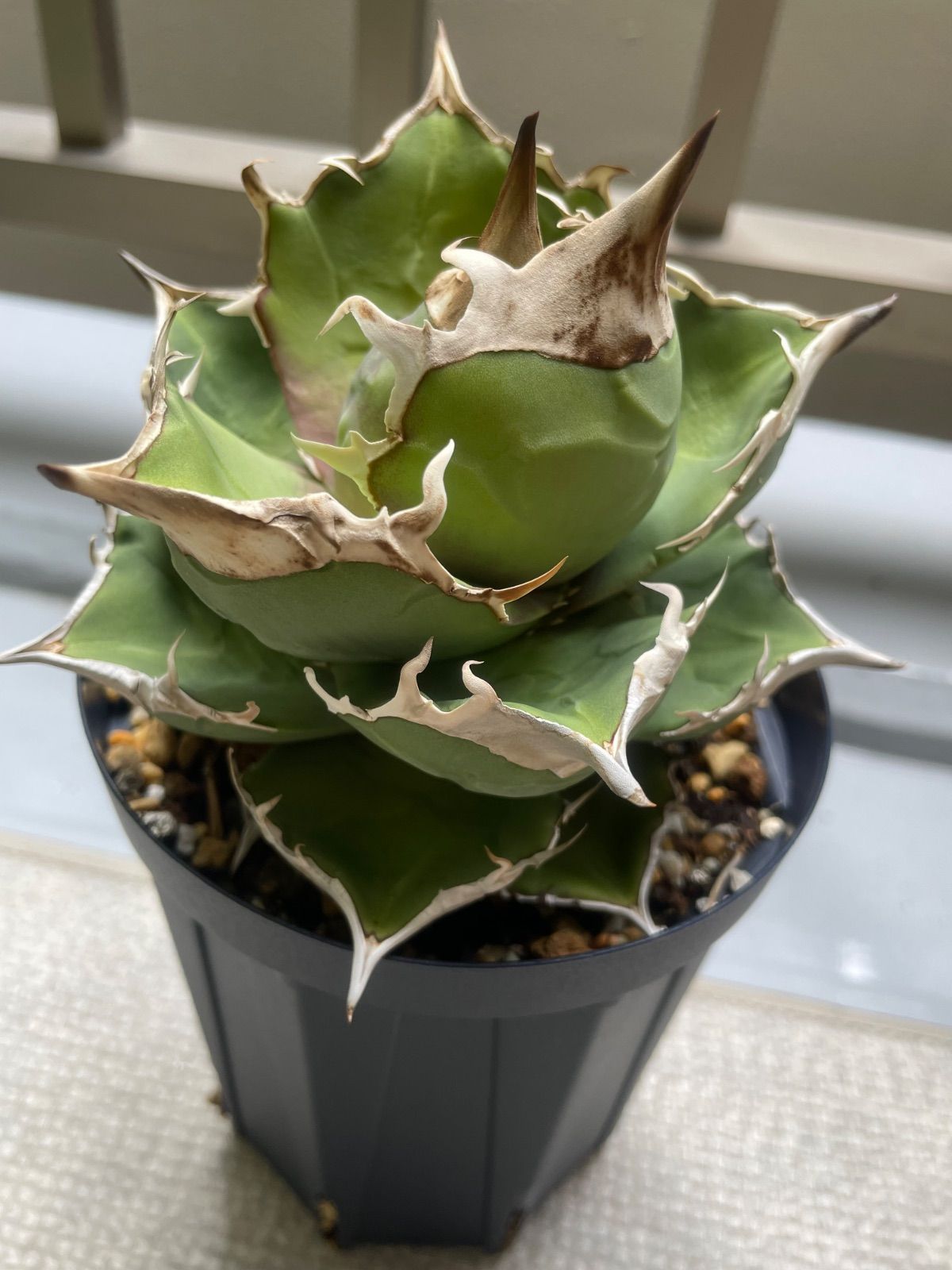 白犀牛 トリケラトプス 子株 発根済