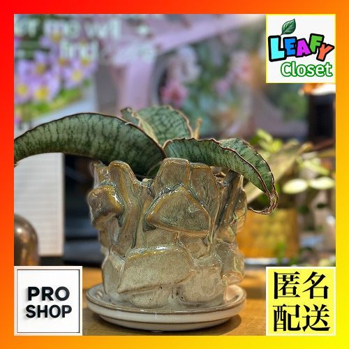 新政陽乃鳥プライベートラボ 貴重・杜氏植松誠人2020・2022 720ml