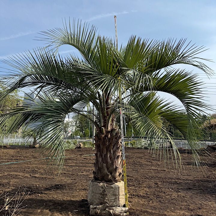 3m50cm】ココスヤシ - メルカリ