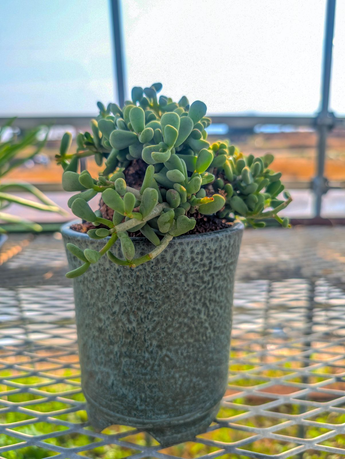 ケラリア・ピグマエア 発根済み鉢付き 現地株 ケラリア・ピグマエア 発