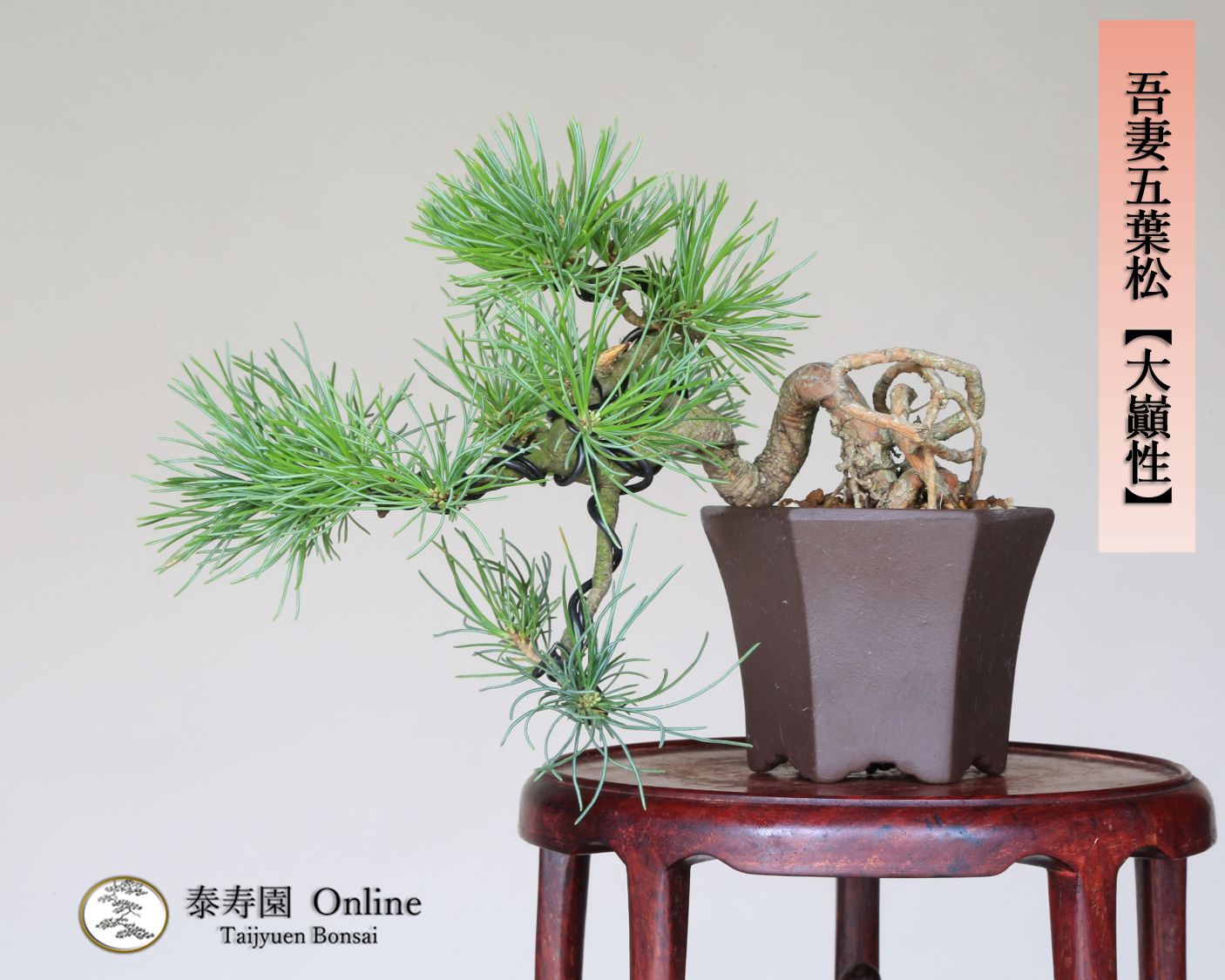 吾妻五葉松 大巓性 ダイテンショウ 実生 根上り 小品盆栽 泰寿園 Online 現品 盆栽 松柏 室内 鑑賞 趣味 卓上盆栽 盆栽鉢 グリーン 和 ギフト プレゼント 贈答品 ミニ盆栽 誕生日 母の日 父の日 敬老の日 記念日 お祝い 36