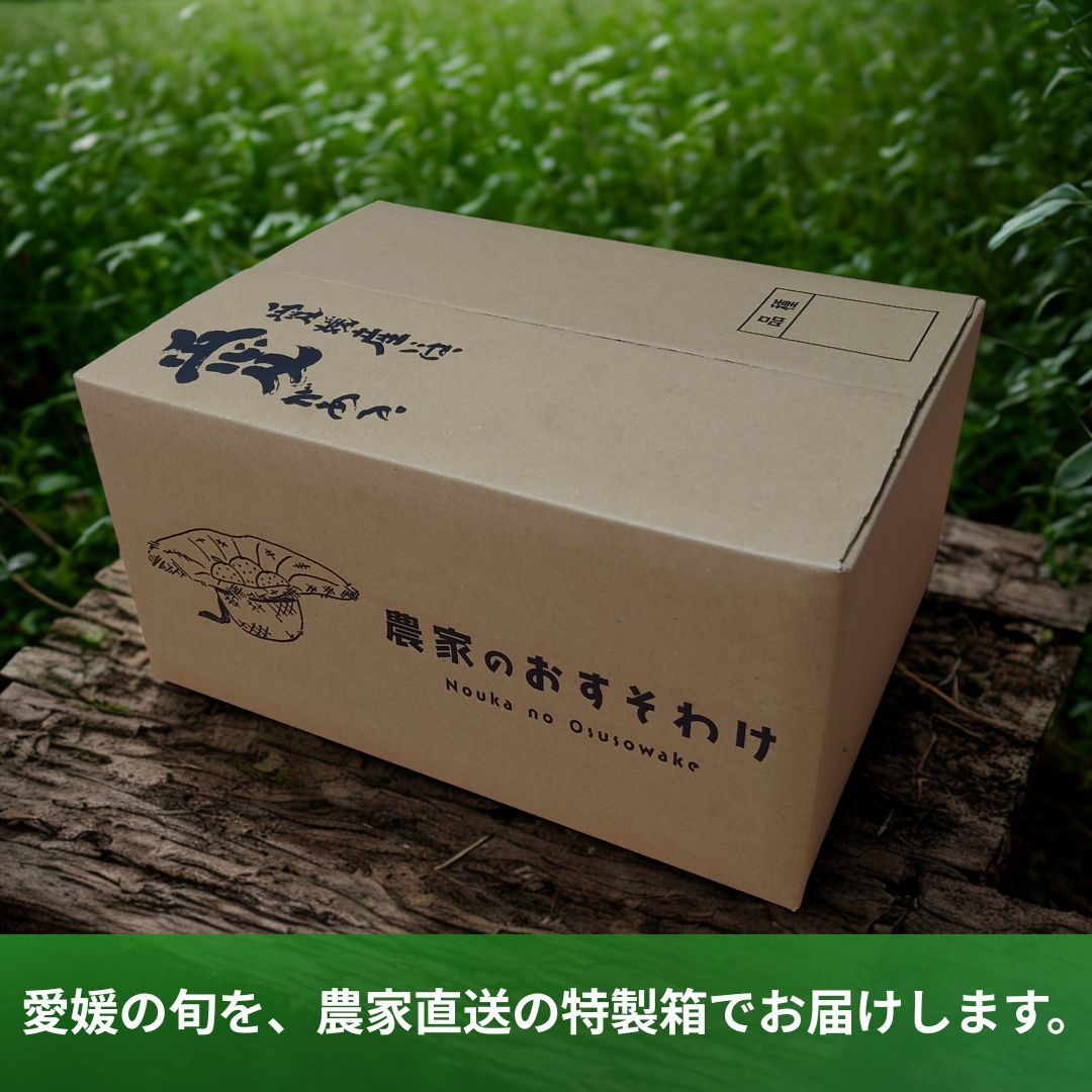 農家直送！愛果28号→家庭用5kg×2箱 【公式通販】