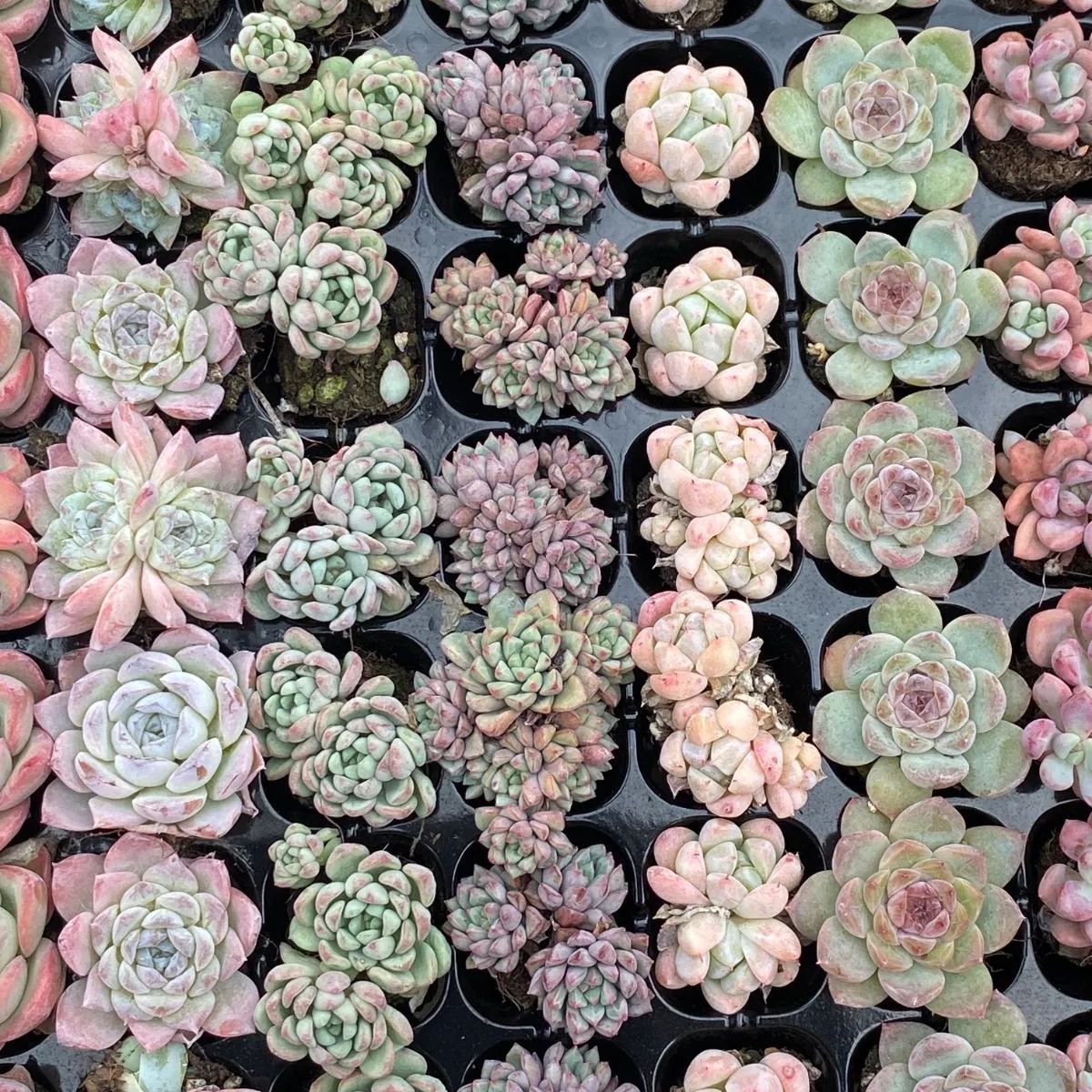 15種類セット E566-2×105苗 詰め合わせ 多肉植物 エケベリア 韓国苗