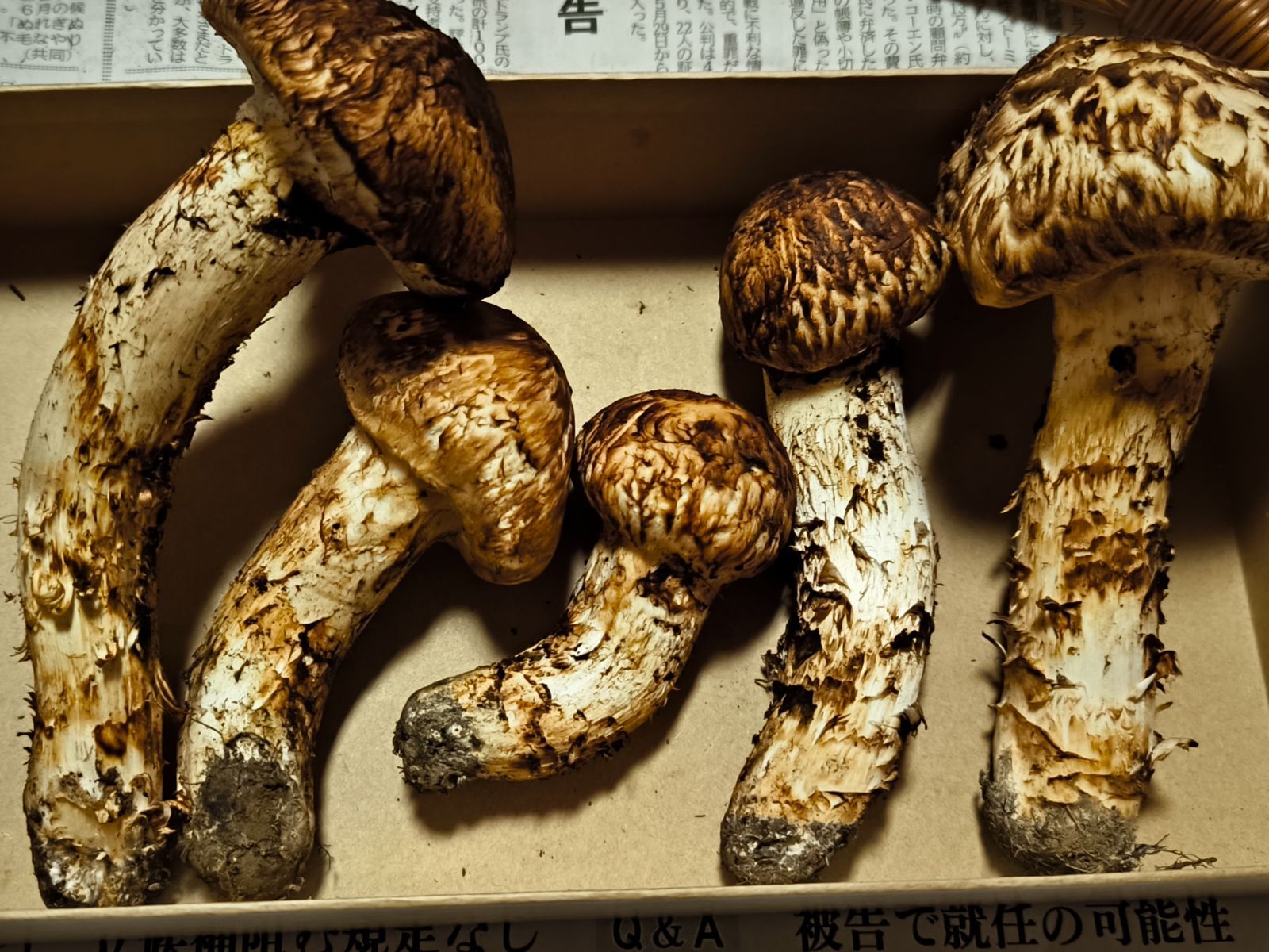 北海道 天然松茸 【公式通販】