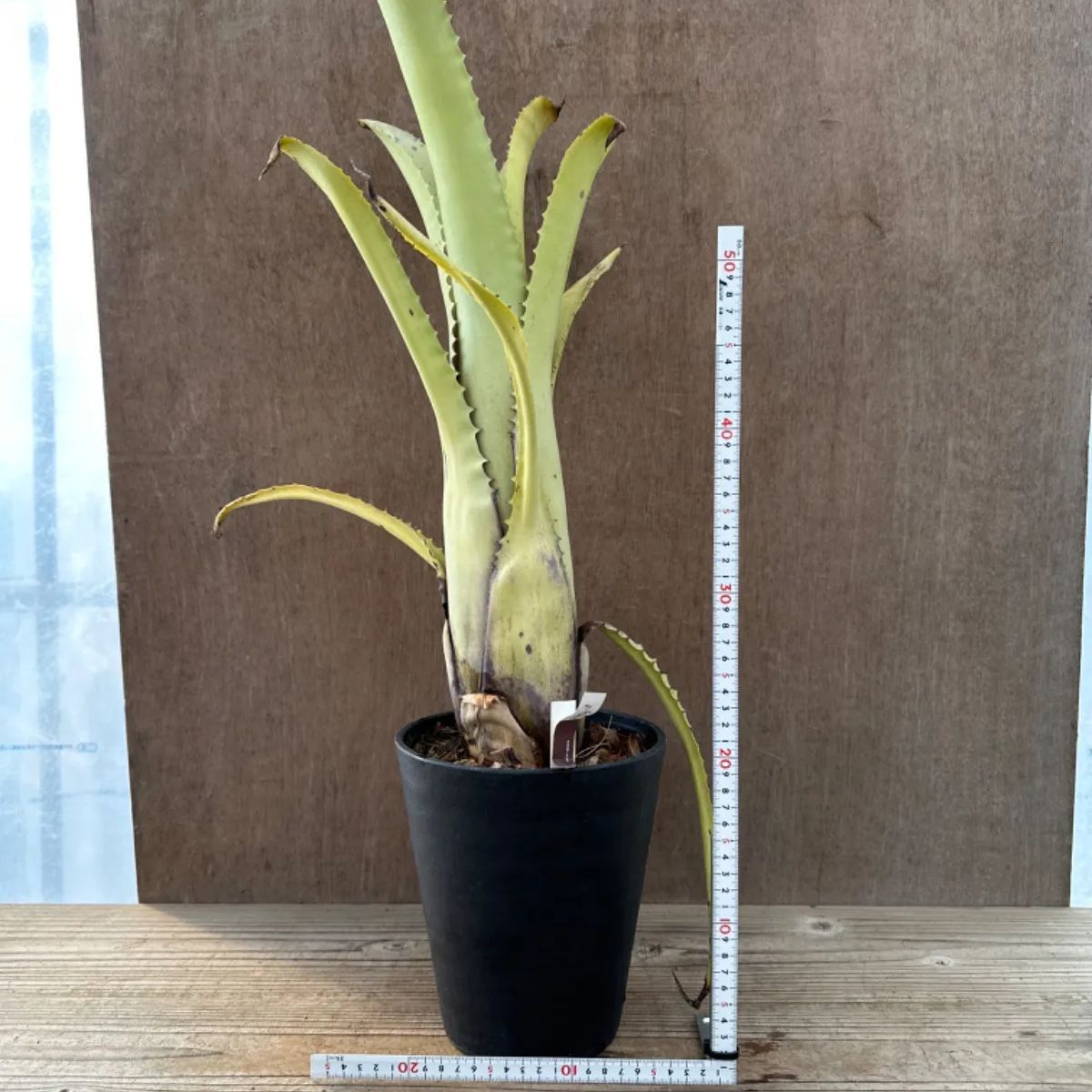 エクメア トカンチーナ トカンティーナ Aechmea tocantina