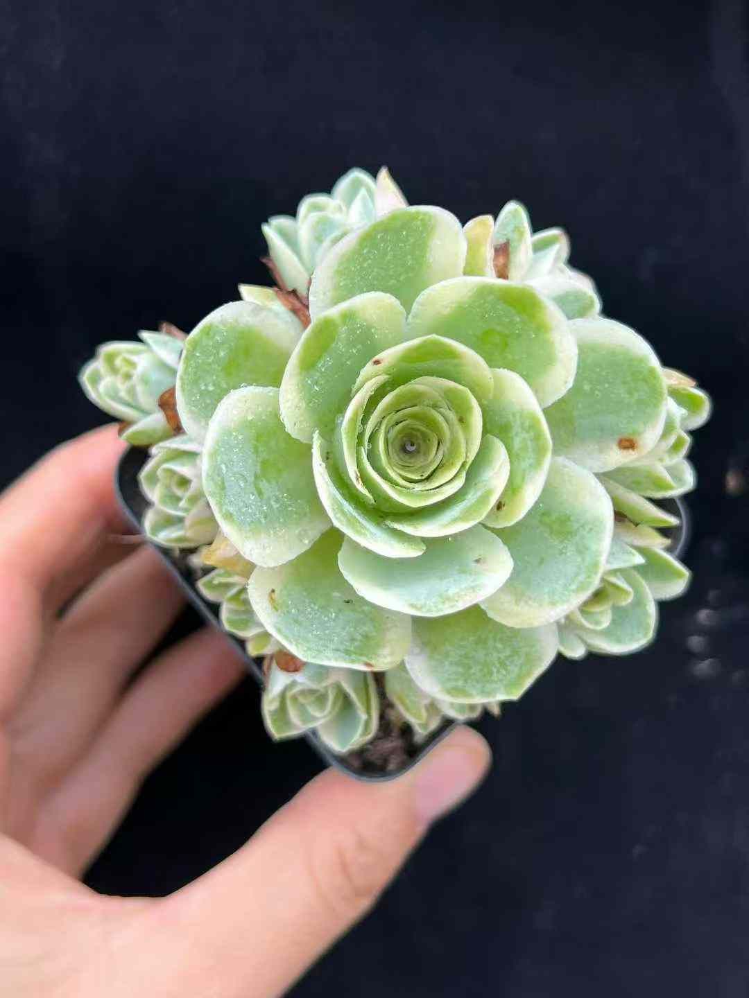 WBLHF2239×54 バラニシキグン 抜き苗 多肉植物 アエオニウム