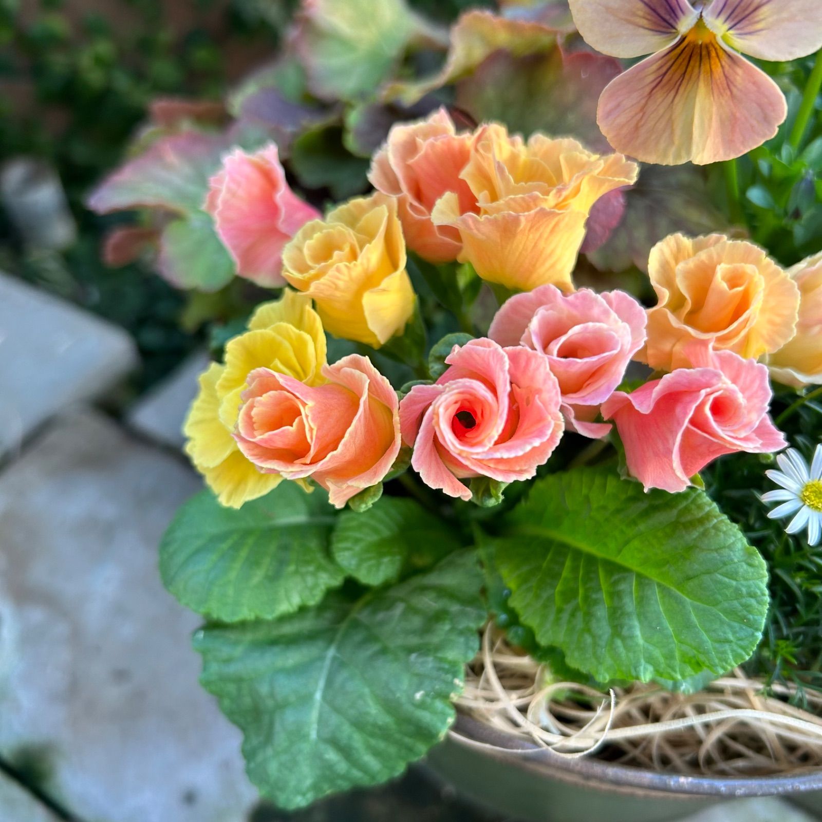 お値引品】ビオラとジュリアンのマルチな寄せ植え お値引品】ビオラと