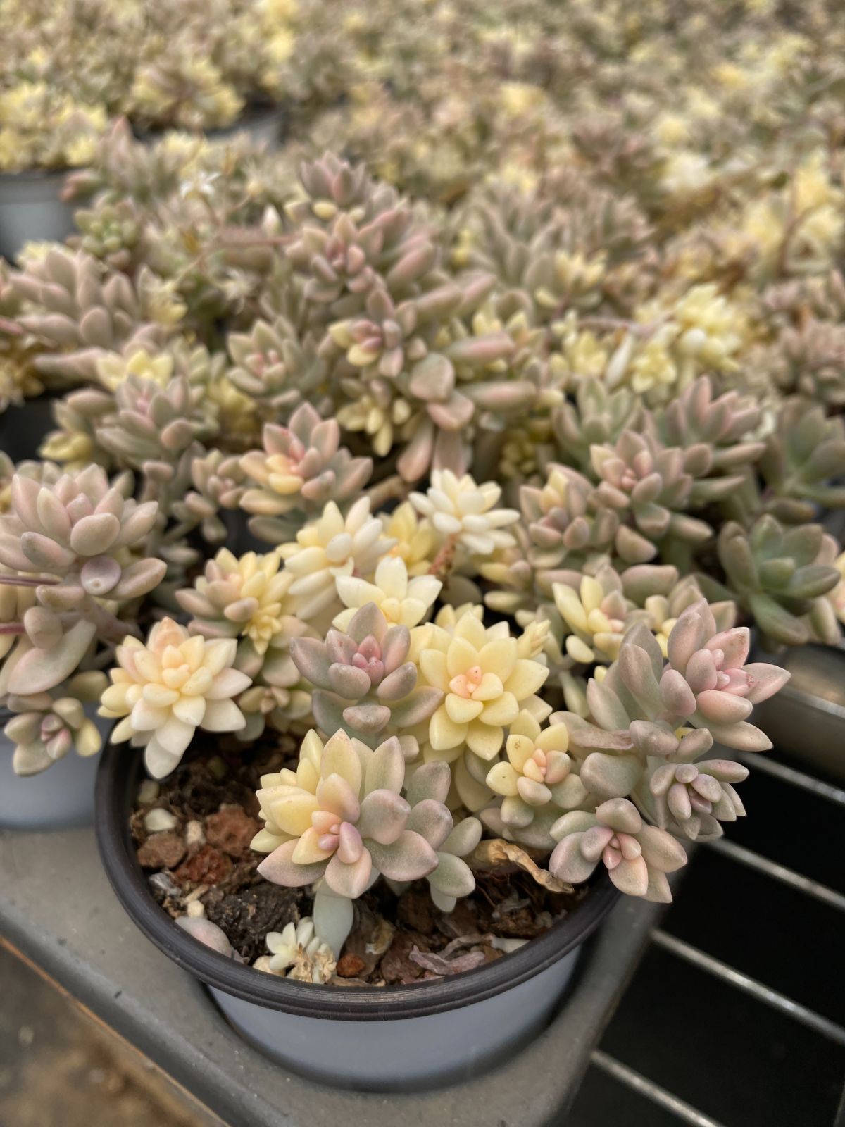 ま*こ様 姫蓮錦C240-C5003-8×35株 抜き苗 多肉植物 エケベリア ま*こ様 姫蓮錦C240-C5003-8×35株 抜き苗 多肉