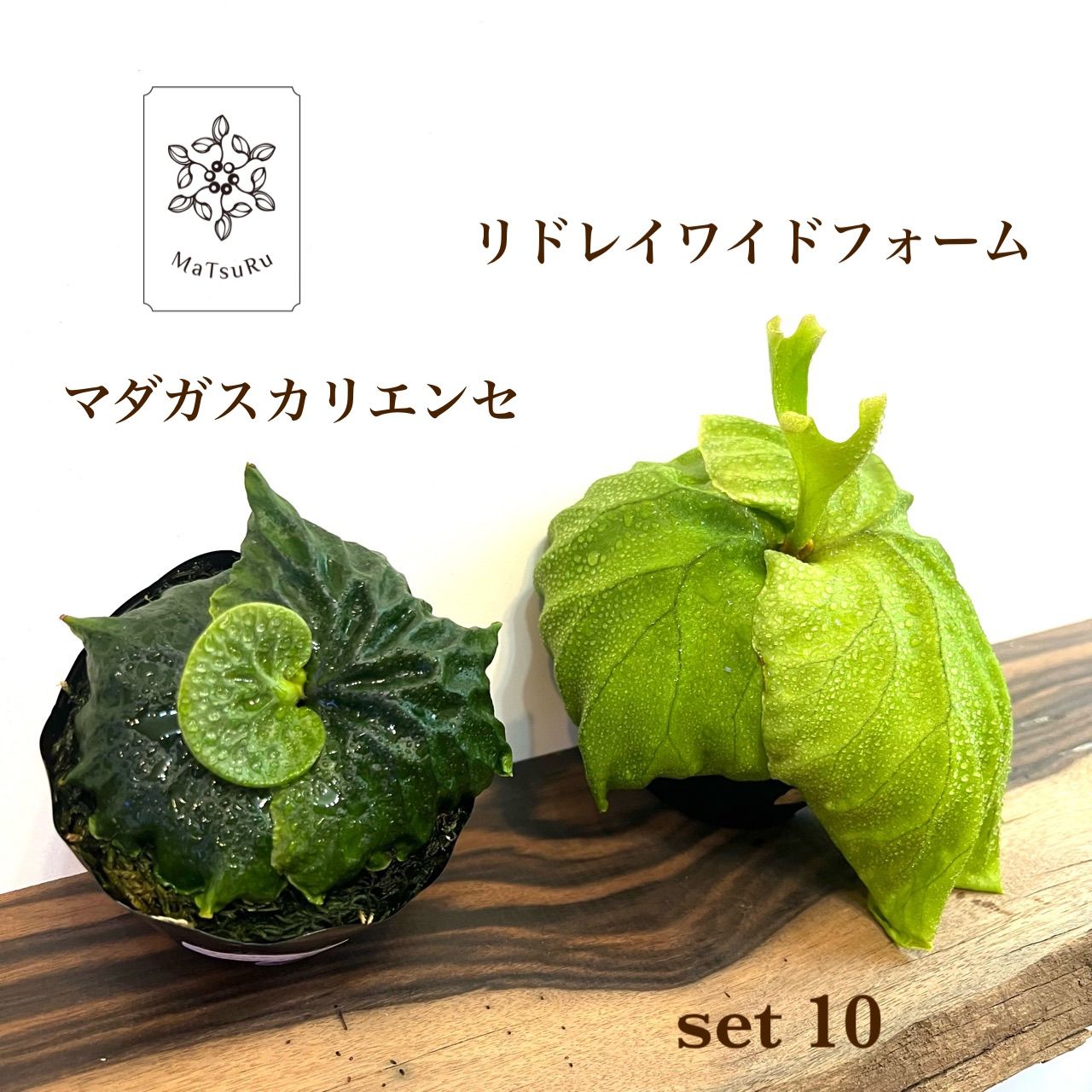 ビカクシダ マダガスカリエンセ胞子培養 コルク付け - 植物/観葉植物