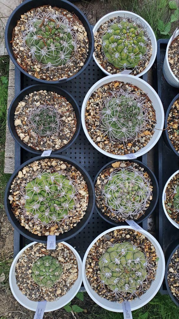 ギムノカリキウム サグリオニス - ゼガラエ FNつき 25種類セット