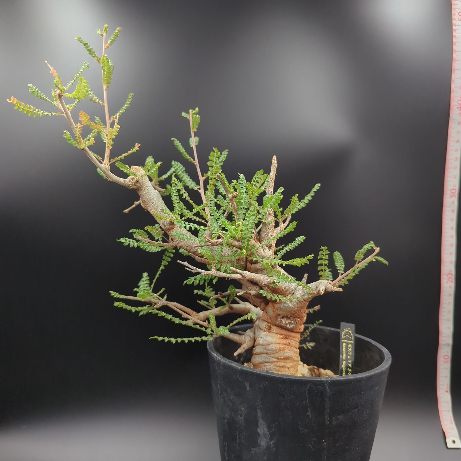 ボスウェリア・ネグレクタ (Boswellia neglecta) 発根済・現地球