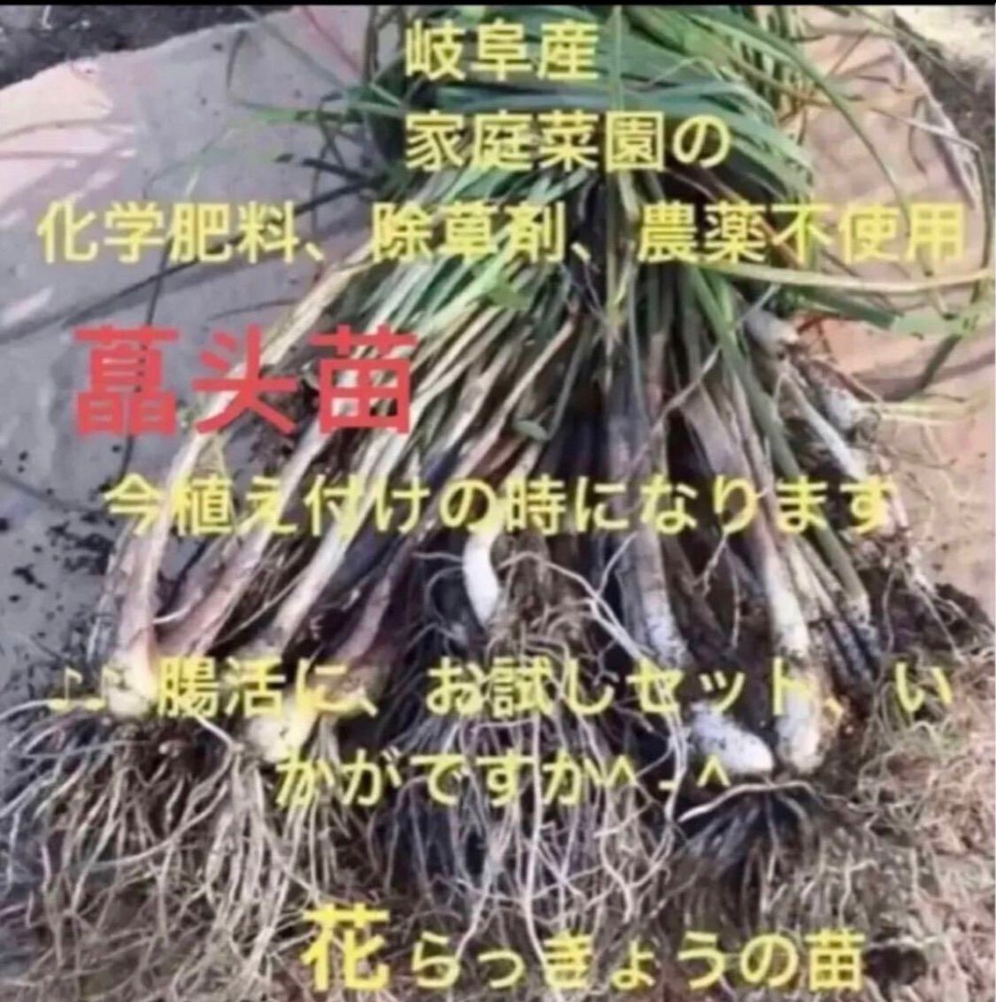 ♪♪ 腸活に お試しセット 岐阜産 家庭菜園の無消毒 化学肥料 除草剤 不使用 花らっきょう 種用 食用 藠头苗 30本 1188円