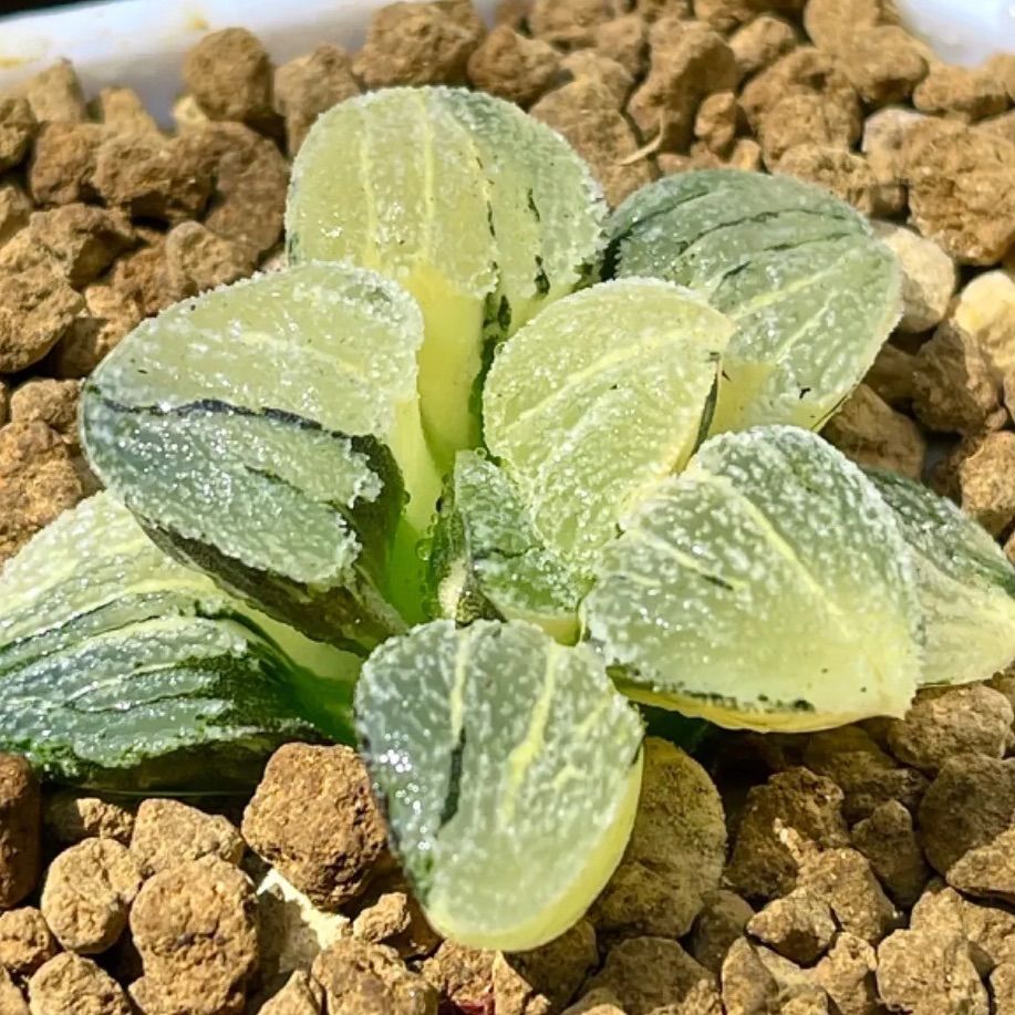 多肉植物 ハオルチア ハオルシア 雪ノ里錦 極上斑 - 珍しいハオ楽園