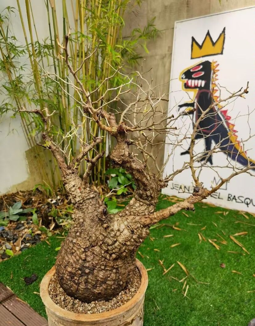 オペルクリカリア　パキプス　芽吹き株　塊根植物 検) グラキリス コミフォラ オペルクリカリア パキプス 芽吹き株 塊根植物 検) グラキリス