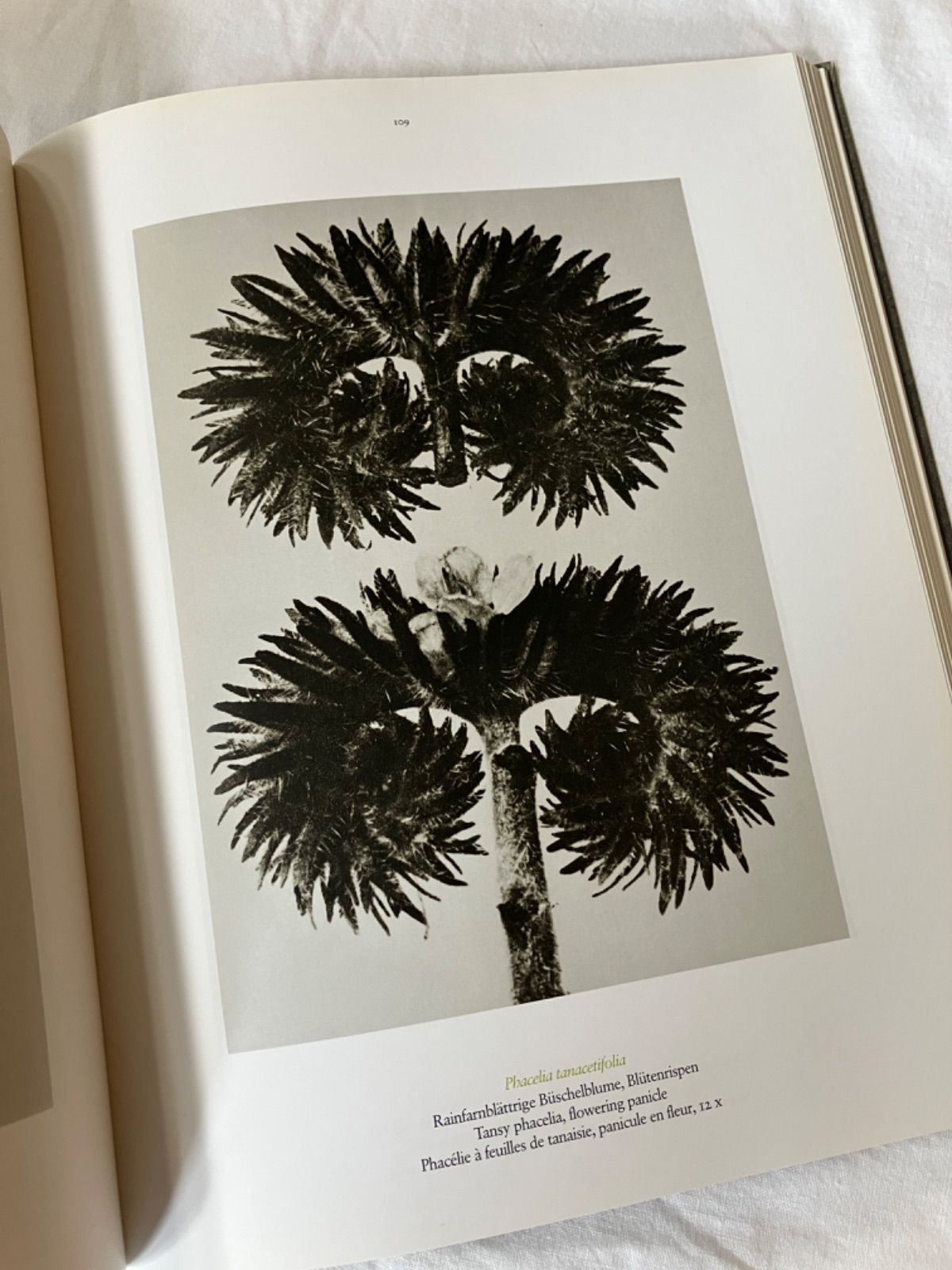 KARL BLOSSFELDTカールブロスフェルト 写真集 Karl Blossfeldt 写真 | カール・ブロスフェルト |本 | 通販