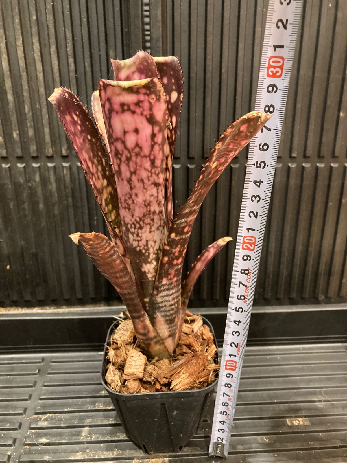 ブロメリア・エアープランツ Billbergia Hana hou Billbergia 'Hana Hou' Lisa Vinzant Hybrid | Panus
