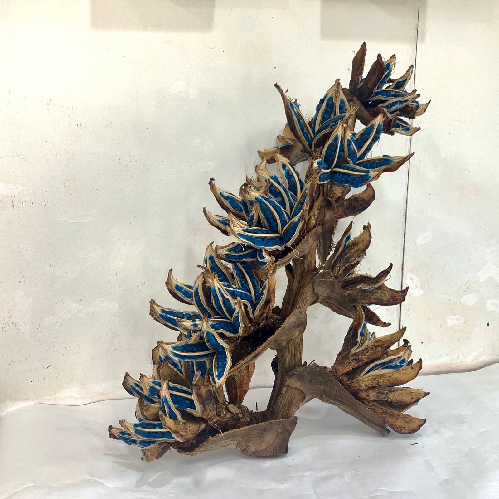 旅人の木A級品　９節 旅人の木 タビビトノキ 9節 - メルカリ