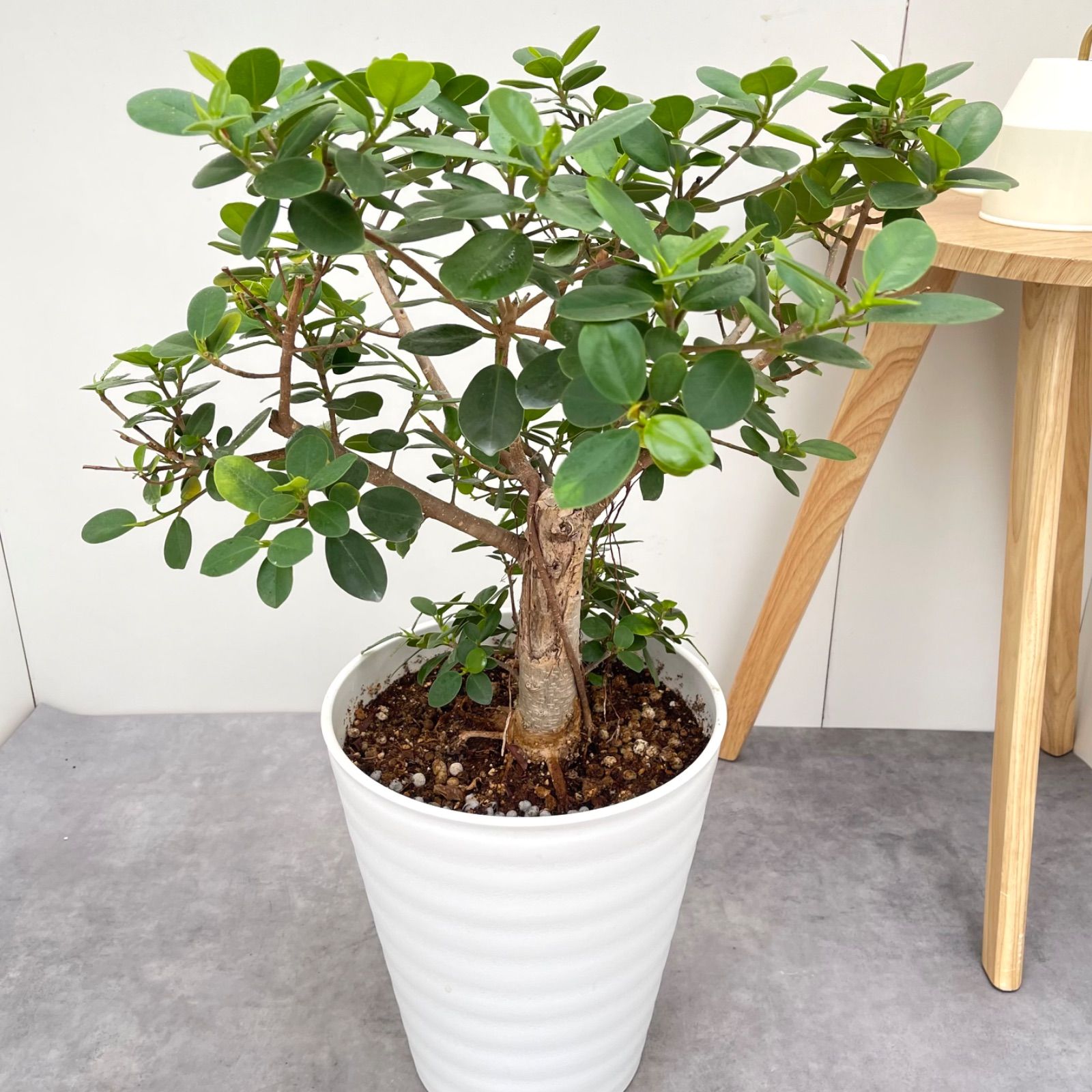 パンダガジュマル 13【現品】☆希少☆ 観葉植物 大型 ガジュマル 植物