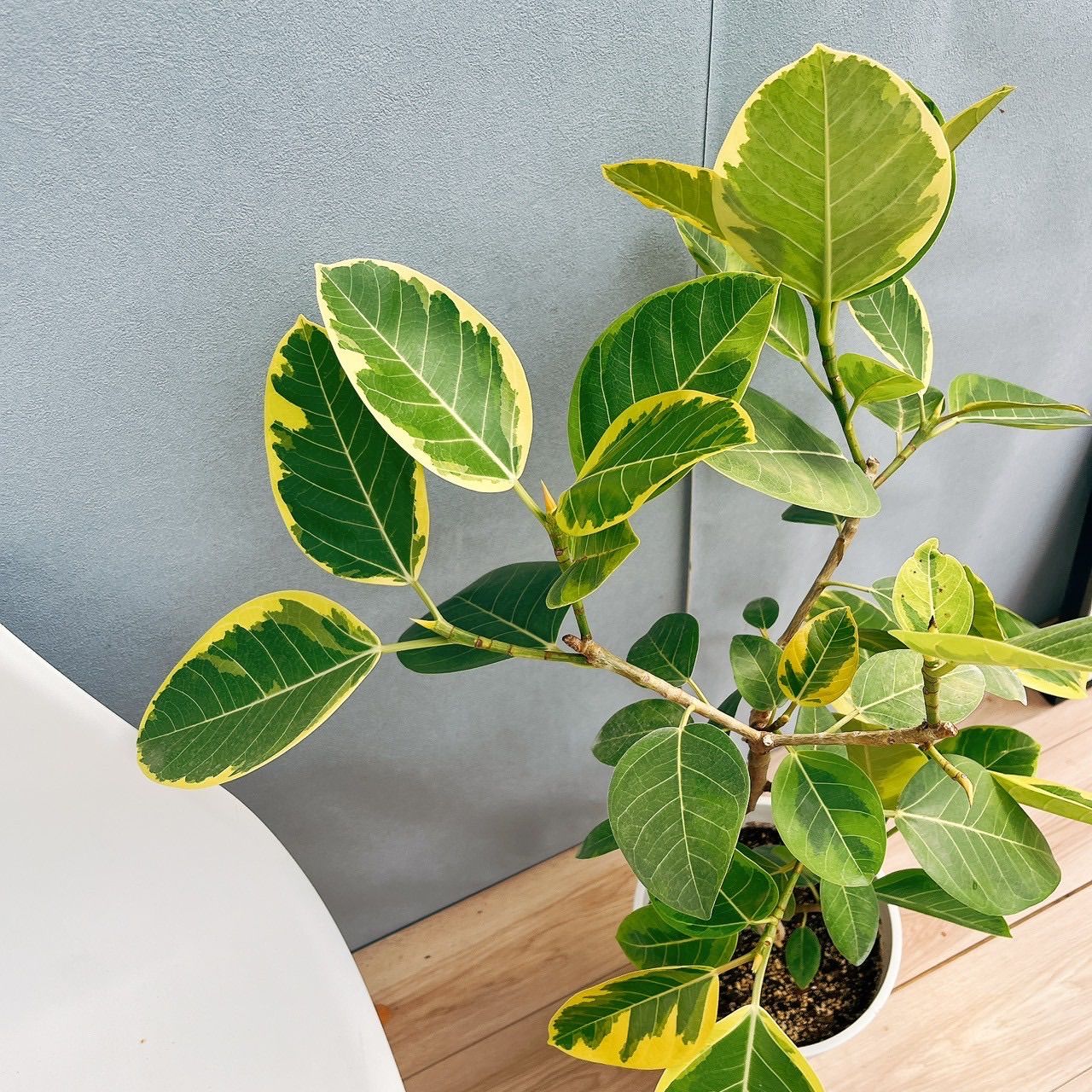 現品］F フィカス アルテシマ 曲がり 8号 観葉植物 室内 ゴムの