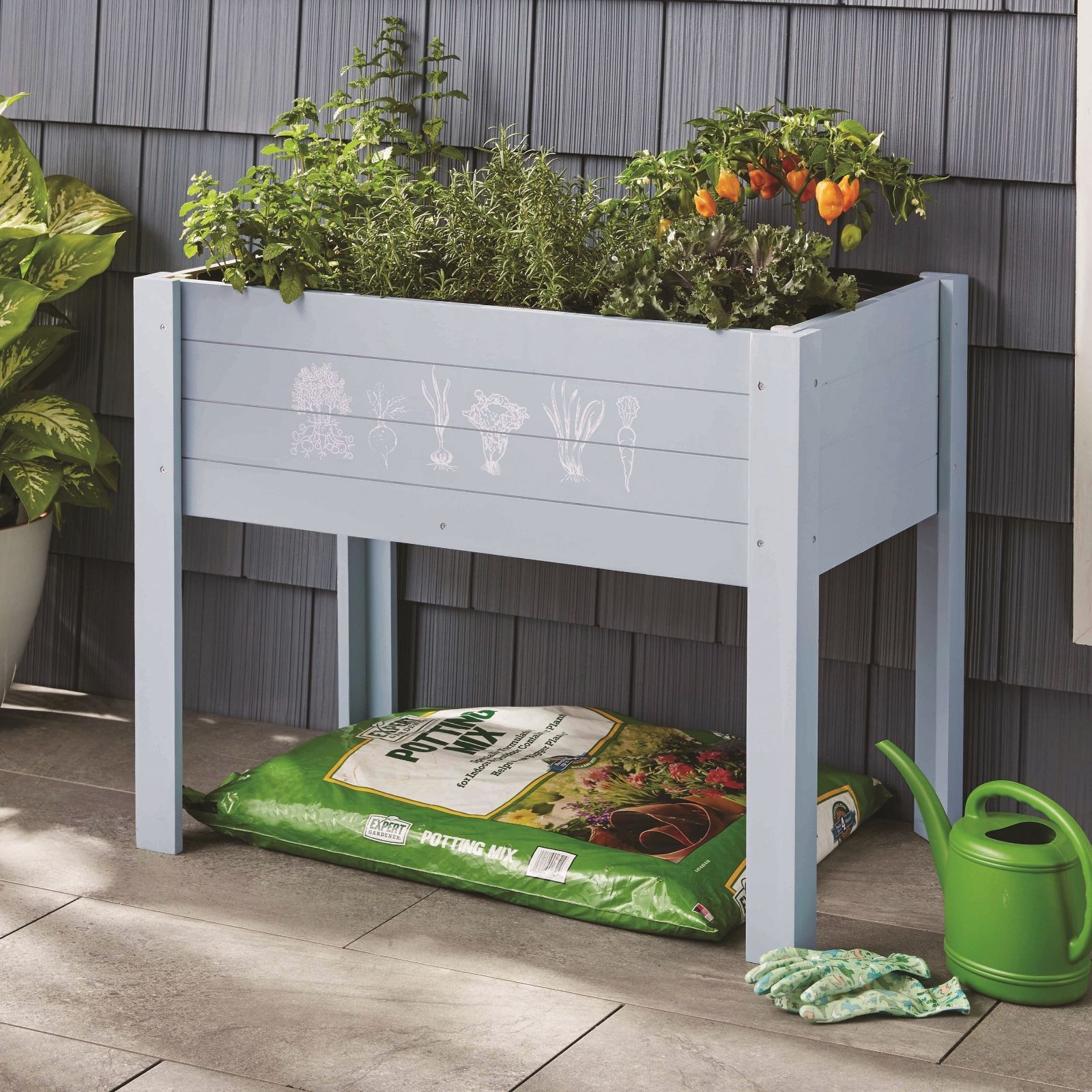 ✨インテリアに映える大きめ観葉植物✨ オーガスタ（約116cm