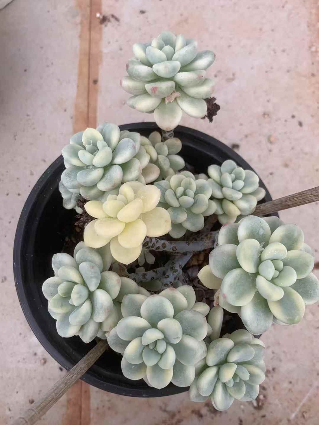 20株の抜き苗セット セダム クラバツム錦 多肉植物 佐川急便発送 エケベリア 韓国苗 LX31