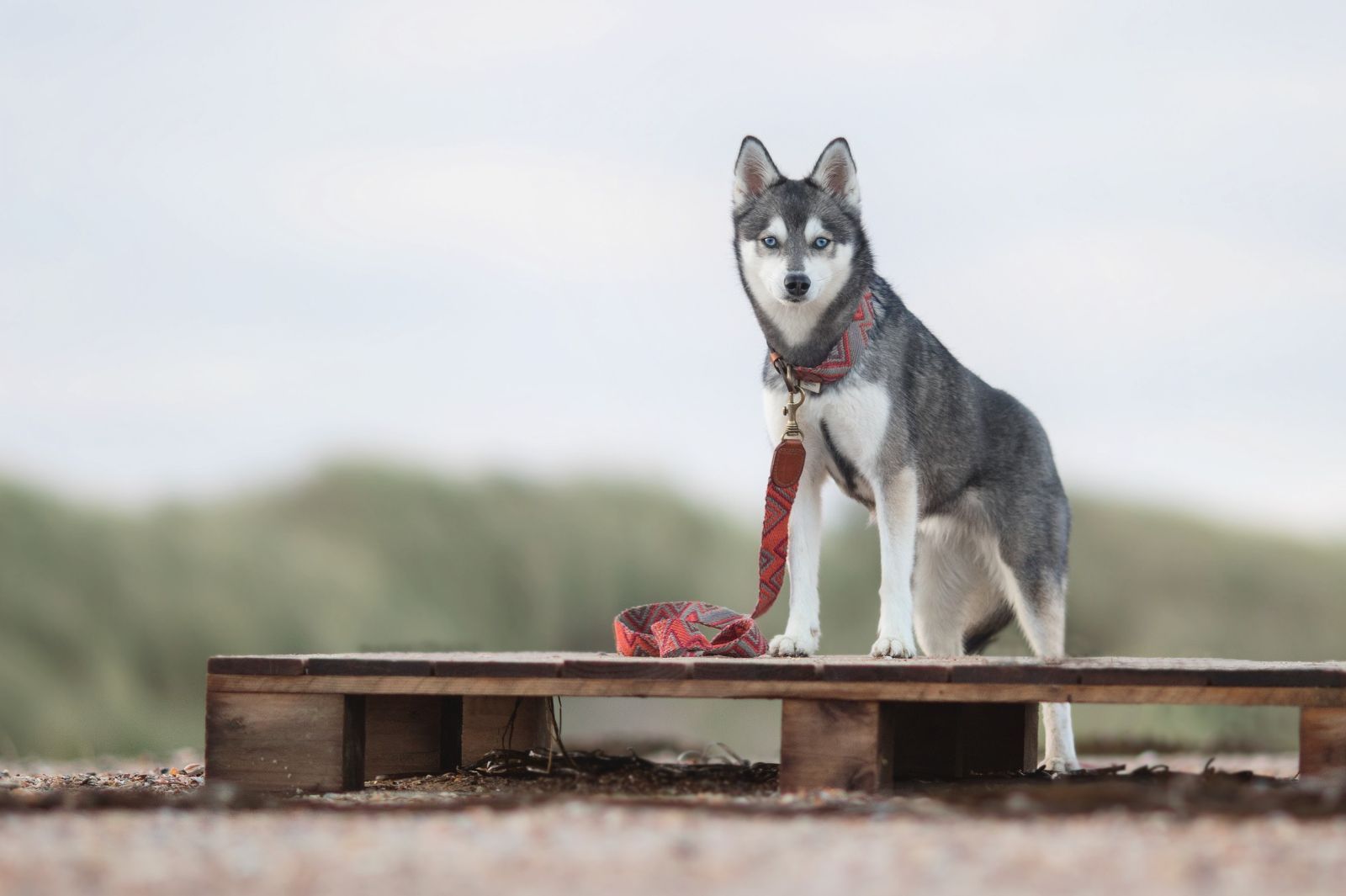 最新の激安 Etna Azul スペイン製 高級犬用リード（小型犬 中型犬