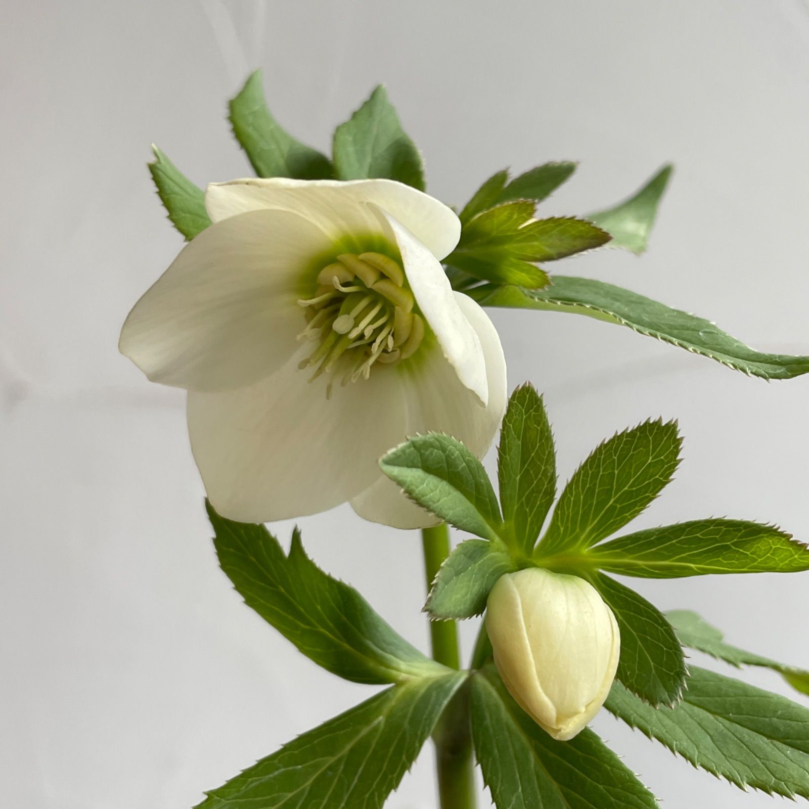 横山園芸】クリスマスローズ・プチドール 開花株 4.5号ラベル苗【個体