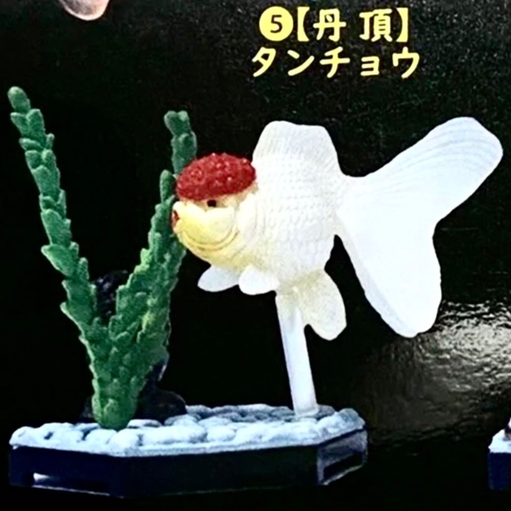 金魚立体図鑑フル彩色フィギュアミニチュア観賞魚マスコット