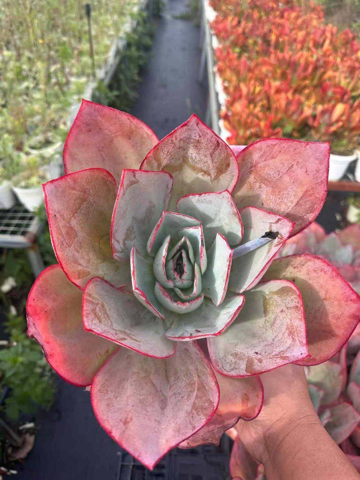 ZAN28×8 ケネディ 抜き苗 多肉植物 アエオニウム エケベリア 韓国苗