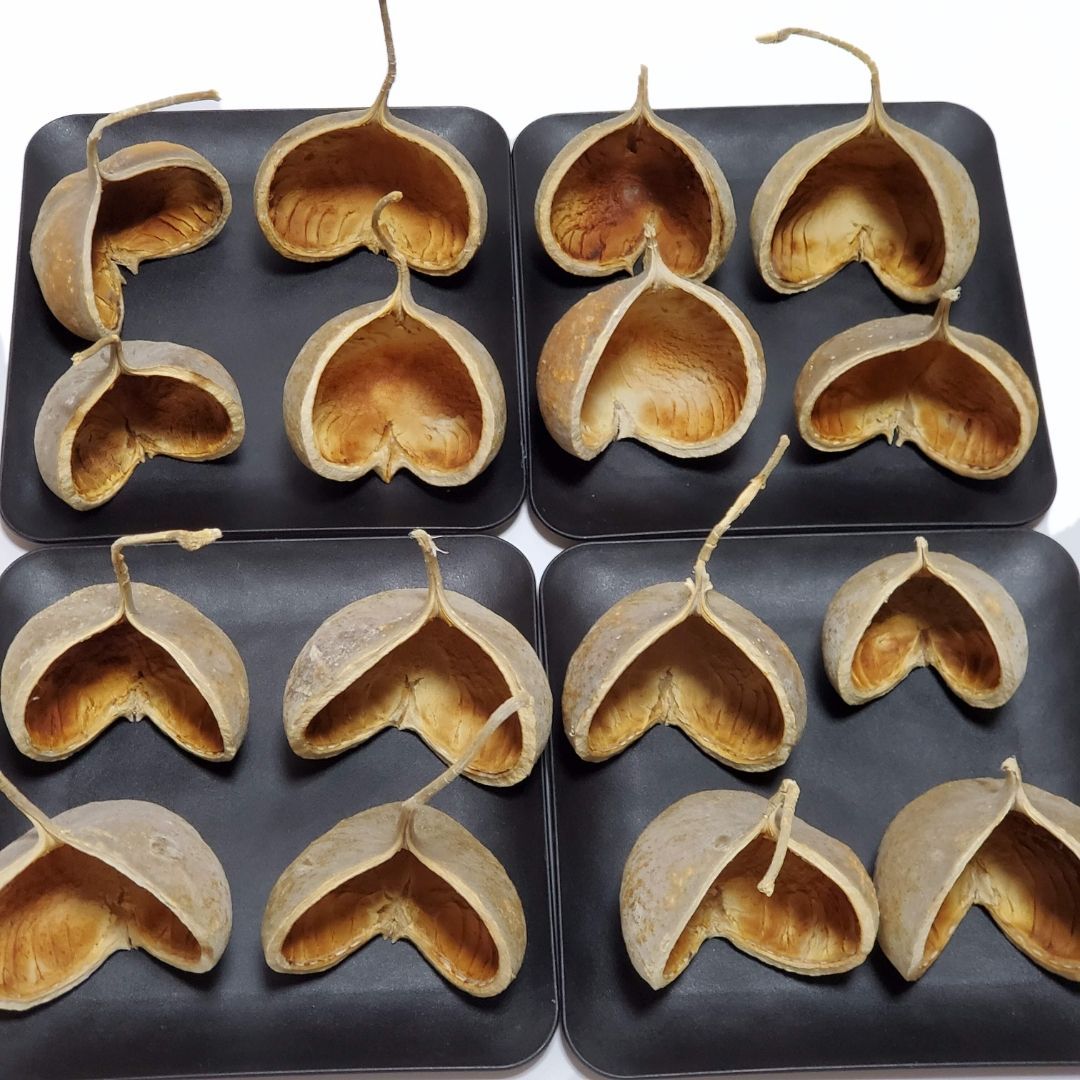 ブッダナッツ 割引有 16個セット ナチュラルベージュ ハンドメイド花材 花材 クリスマス ウエルカムスペース ウェディング 贈り物 プレゼント 飾り物 インテリア花材 YUZUMIYA_COM