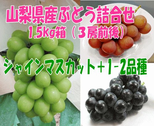 山梨県産【旬のぶどう】詰合せ1.5ｋｇ箱（３房前後）※９月中～下旬頃発送予定