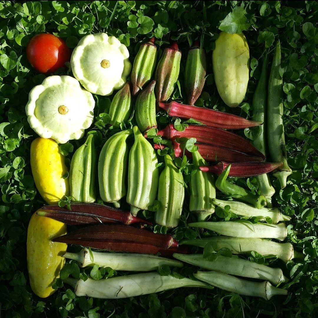 カリボスキャベツの種(固定種・Kalibos cabbage) - メルカリ