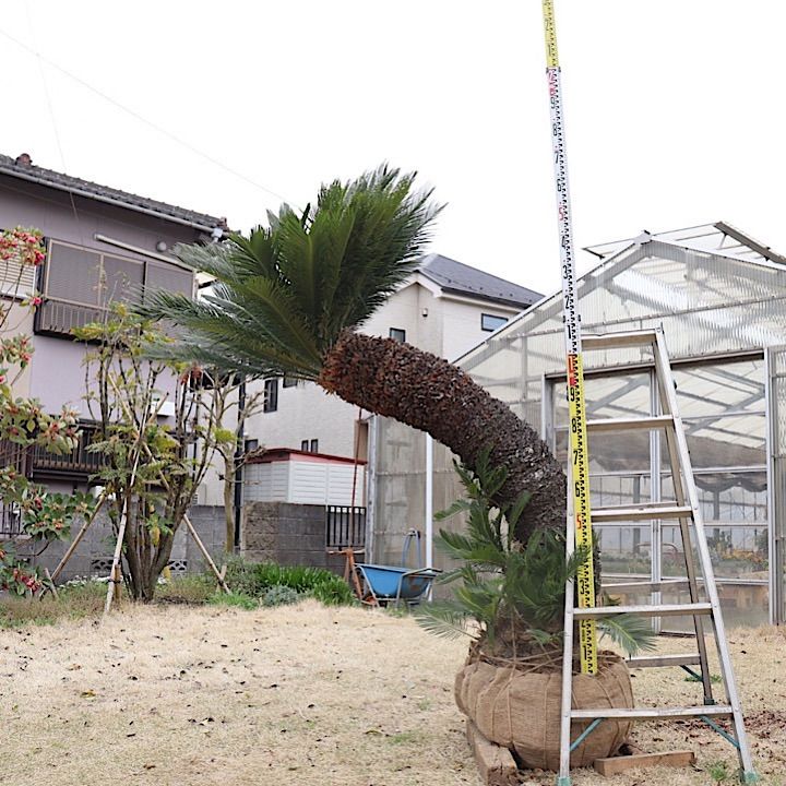 ②【希少】曲がりソテツ - メルカリ