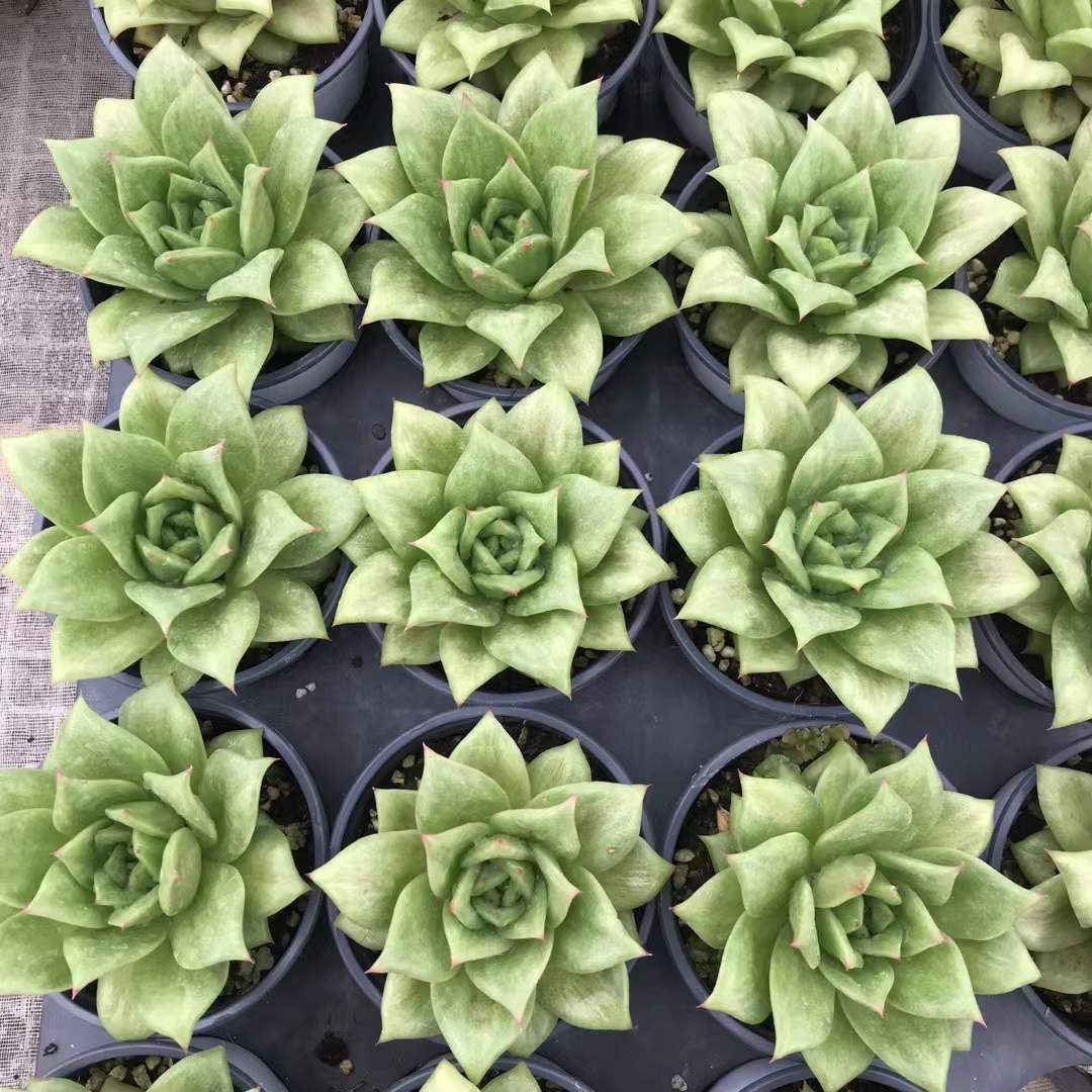 エケベリア 韓国苗